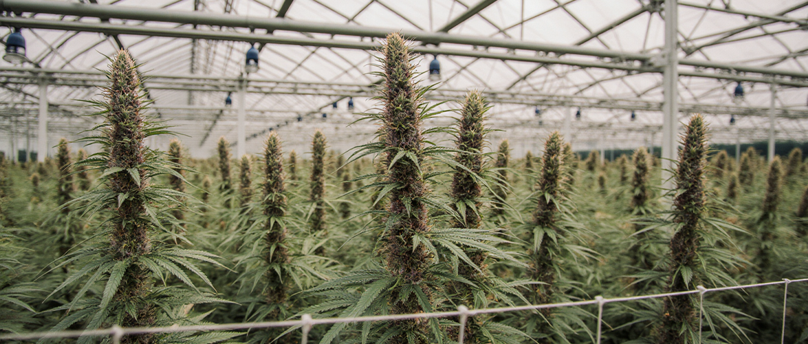 Cannabis Plantage